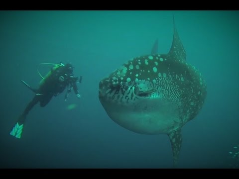 Scuba Diving with Mola Mola's (sunfish) in Galapagos - GoPro (HD)