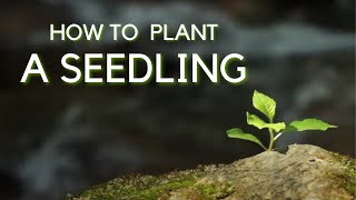 How to Plant a Seedling