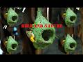 Amazing Job🥰of Bird Construction Golden Bird Build Nest🥰Bird Sound Ep83