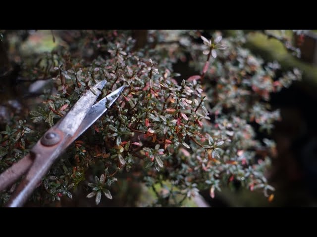 Bonsai diary】 フジツツジ （山採り素材）♯298 - YouTube