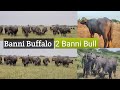 Banni buffalo   2 banni bull  aai krupa dery farm mandvi kutch