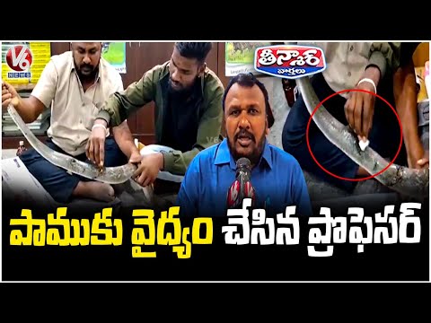 Govt College Professor Treat Injured Snake In Jadcherla | V6Teenmaar - V6NEWSTELUGU