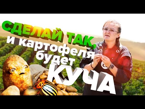 Все Что Нужно Знать О Выращивании Картофеля! Как Удобрить, Поливать Картошку