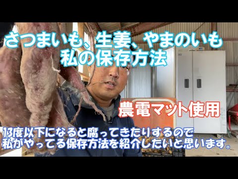 さつまいも保存 生姜保存 やまいも保存で私がやってる保存方法 Youtube