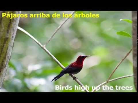 A Lovers Concerto Un Concierto De Amantes The Toys 1965 English Spanish Lyrics