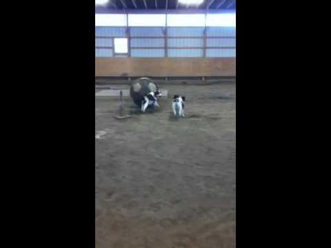 Tucker & Lucy herding the big ball