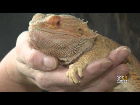 Maryland Zoo Working