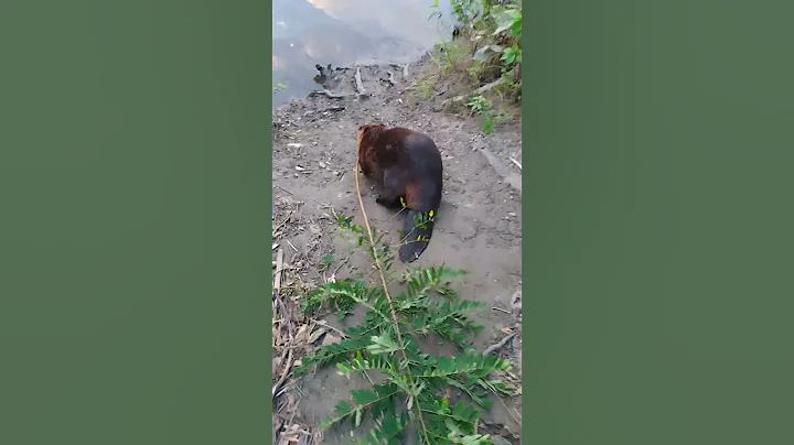 Fat beaver in the CT river