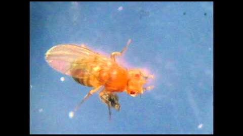 TRANSCRIPTION FACTORS: BAR MUTATION IN FLIES