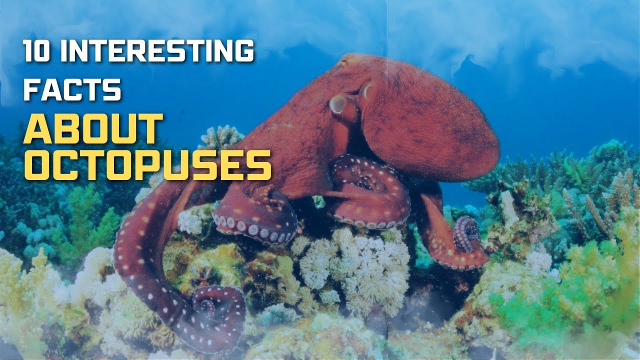 10 Interesting Facts About Octopuses AnimalsandPets YouTube