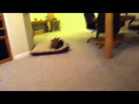 tom brady jersey for cats tom brady jersey for cats
