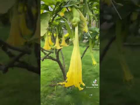 تسمى أبواق الملائكة ولها رائحة عطرية جدا جميلة