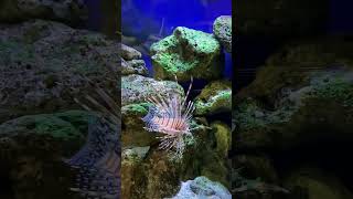 aquarium aquariumfish marineaquarium plantedaquarium waterlife aquariumhobby aquariumlife