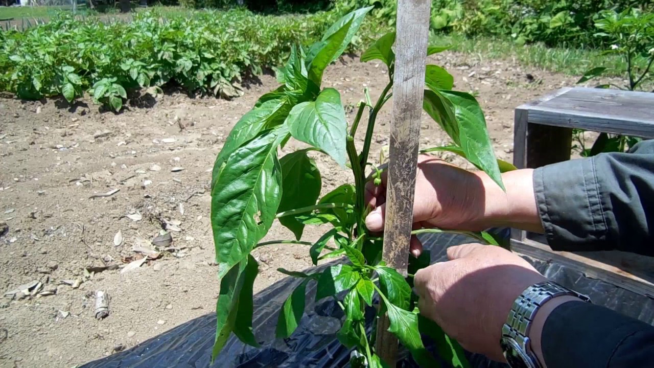 家庭菜園 シシトウ栽培 整枝の仕方 Youtube