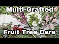 Multi - Grafted Fruit Tree Care |  Top 5 Tips