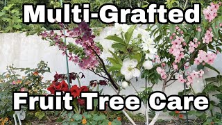 Multi - Grafted Fruit Tree Care |  Top 5 Tips
