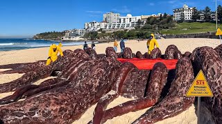 If These Beach Moments Were Not Filmed, No One Would Believe It