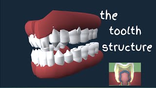 The toolth structure|how many kinds of teeth|knowledge of tooth structure| oral cavity structure screenshot 2