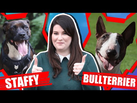 วีดีโอ: ความแตกต่างระหว่าง Staffordshire Bull Terrier กับ Bull Terrier คืออะไร