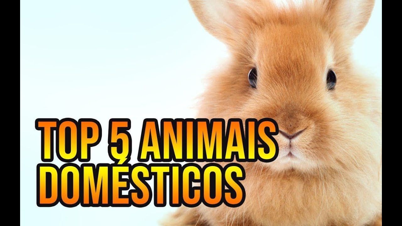 Top 5 Animais Domésticos no Sobrevivencialismo  – off the grid