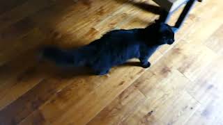 Little Ebony