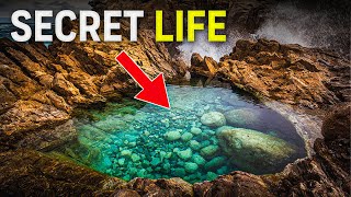 The Secret Life of Rock Pools