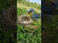 “A Thirsty Bird and Her Only Egg” 🐦💧🥚#ytshorts #shorts