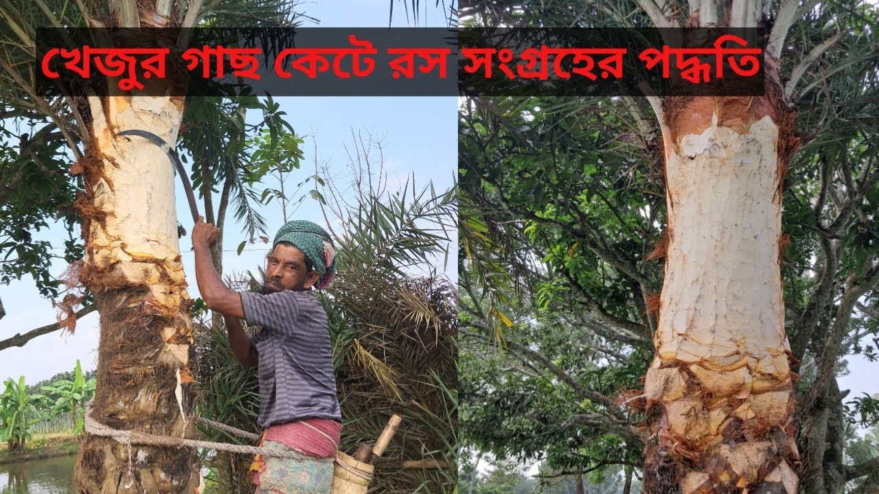 খেজুর গাছ কেটে রস সংগ্রহের পদ্ধতি |The method of collecting sap by ...