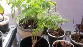 Bonsai Jacaranda Tree