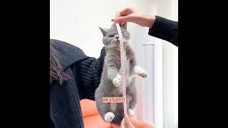 This cat always thinks of itself as a fish.