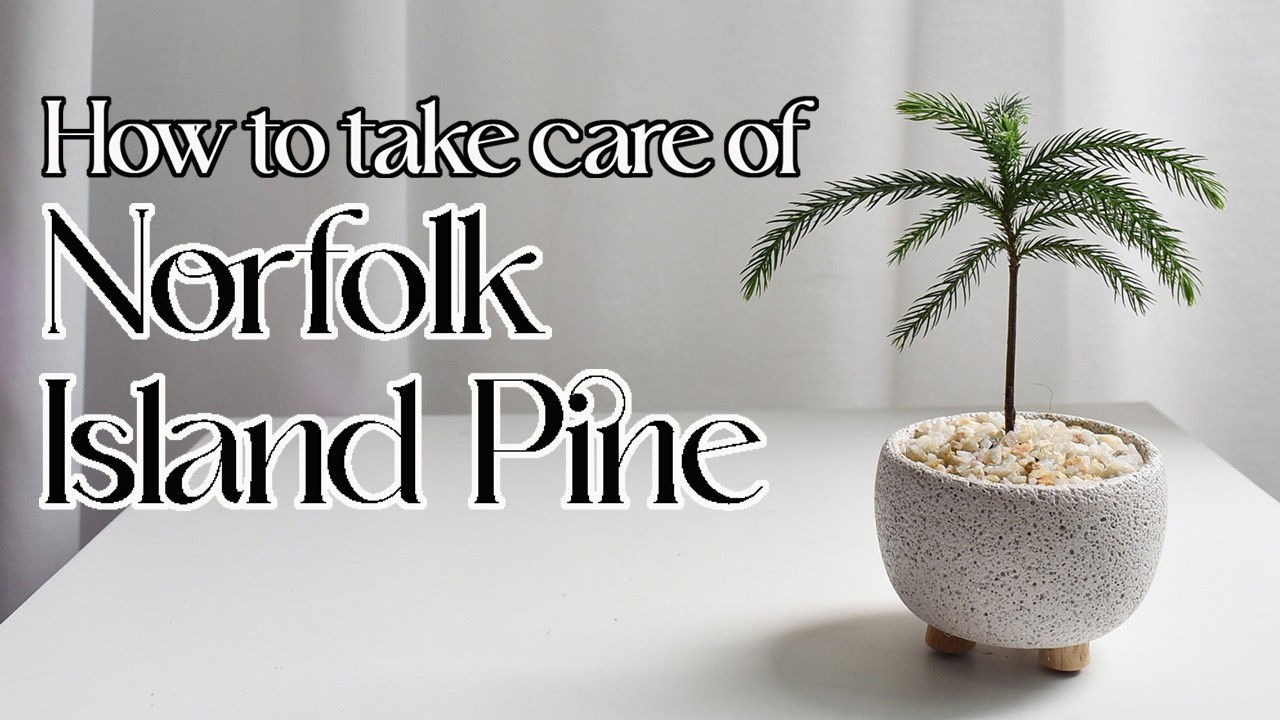 How to take care of norfolk island pine - YouTube