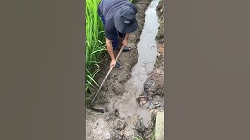 hoe to make water channels in the rice fields #popular #rice #viralshorts