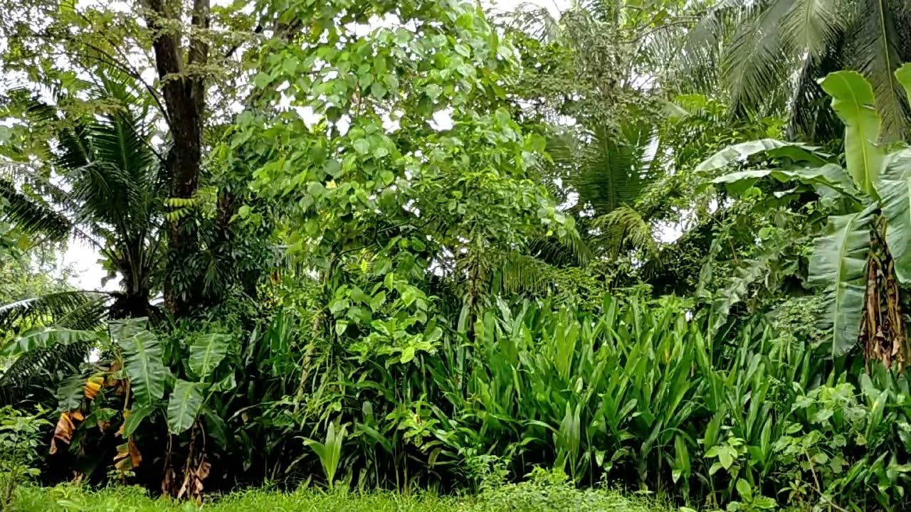 Asoy ni Kuya Goliat [Ang Kahibolungang Inahan]