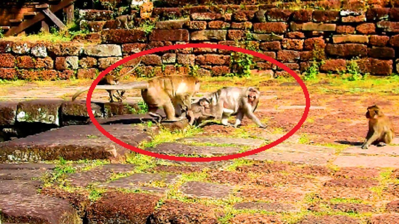 Poor Timo! Acheb angry seriously cos he feel bored so much, Mum and baby so scare 187