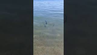 Необычная рыба с усами — в воде Иссык-Куля