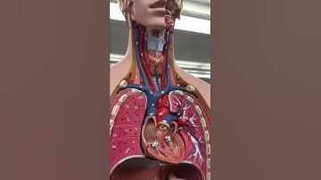 Arteries and veins of the neck