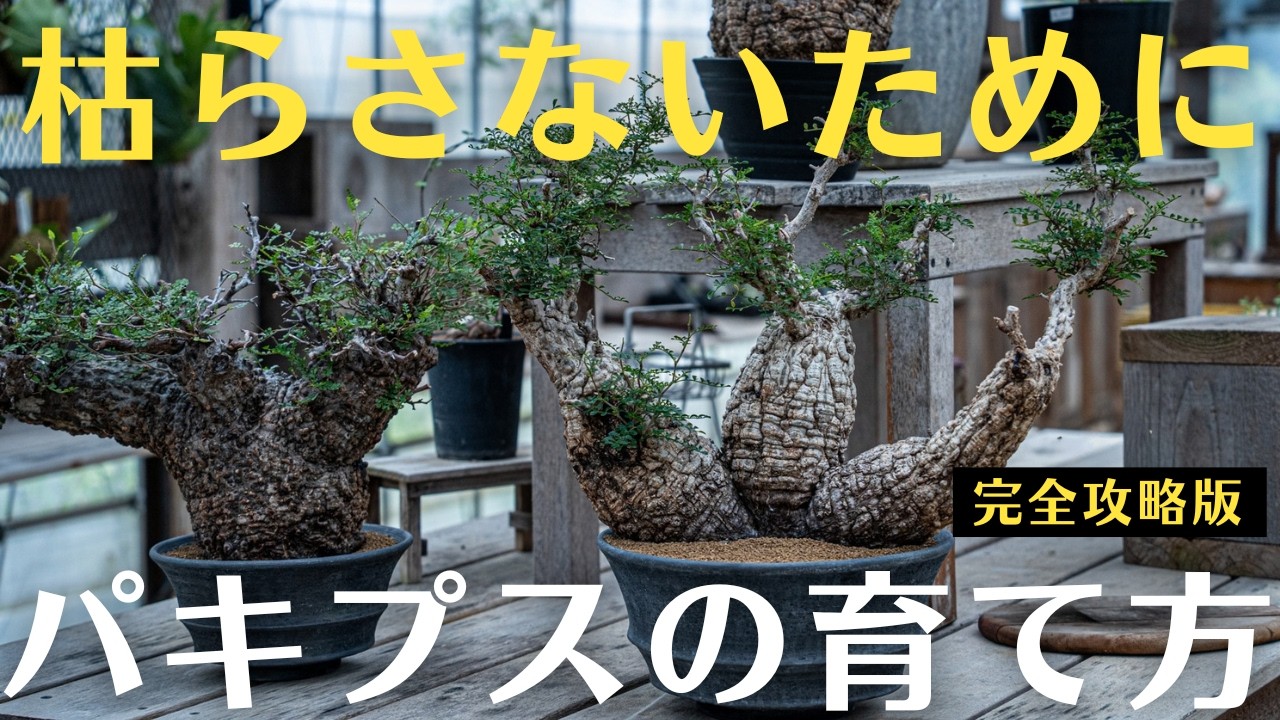 完全版】オペルクリカリア・パキプスの育て方｜水やり・日当たり・肥料