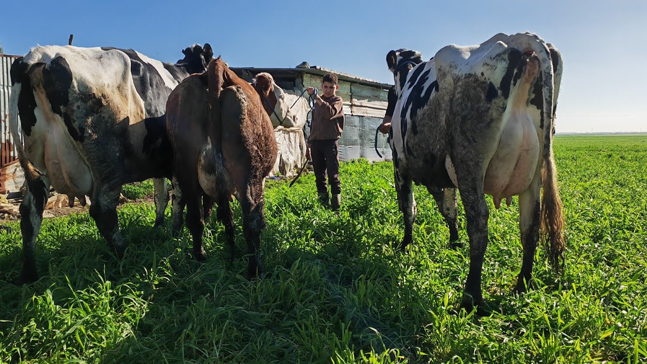 3البقرات هولشتاين والدات وحدة مونبليار ضارة للبيع نواحي اولاد سعيد التواصل مع عثمان 0616542689