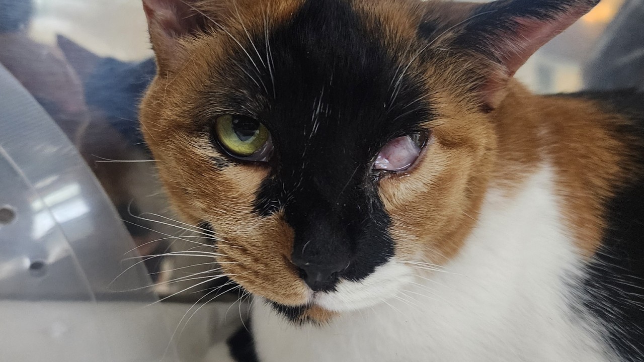 고양이 귓병이 이렇게 무서운 줄 처음 알았어요 (호너 신드롬)