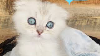 Colin’s Cats