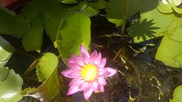 Nuôi cá bảy màu trong chậu xi măng trồng hoa súng 2019