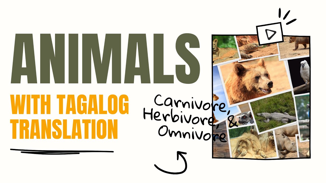 Animals with Tagalog Translation Carnivore, Herbivore, Omnivore