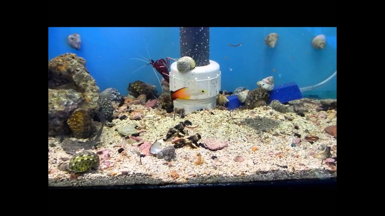 REASONS TO SHOP AT COLCHESTER PET YouTube