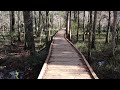 Florida Roadside Attractions - 900 Year-Old GIANT CYPRESS TREE & Boardwalk : Goethe State Forest