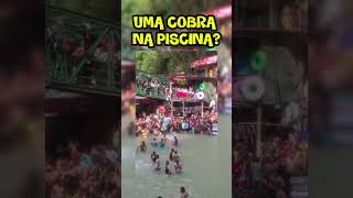 Cobra Na Piscina De Onda