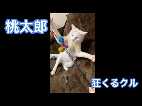 オモチャに狂う猫