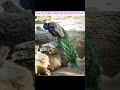 #peacocks #birds #phoenix #photography