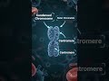 🧬 DNA Packaging, How 2 meters of DNA fits inside a tiny nucleus? #DNAPackaging #BiologyShorts