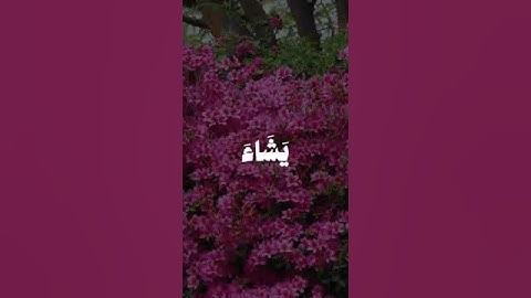 سورة الكهف من الآية 23 لغاية الآية 24 فضيلة الشيخ القارئ محمد صديق المنشاوي رحمه الله #قرآن