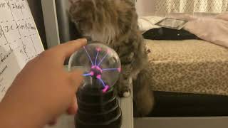 My cat playing with a plasma ball XD